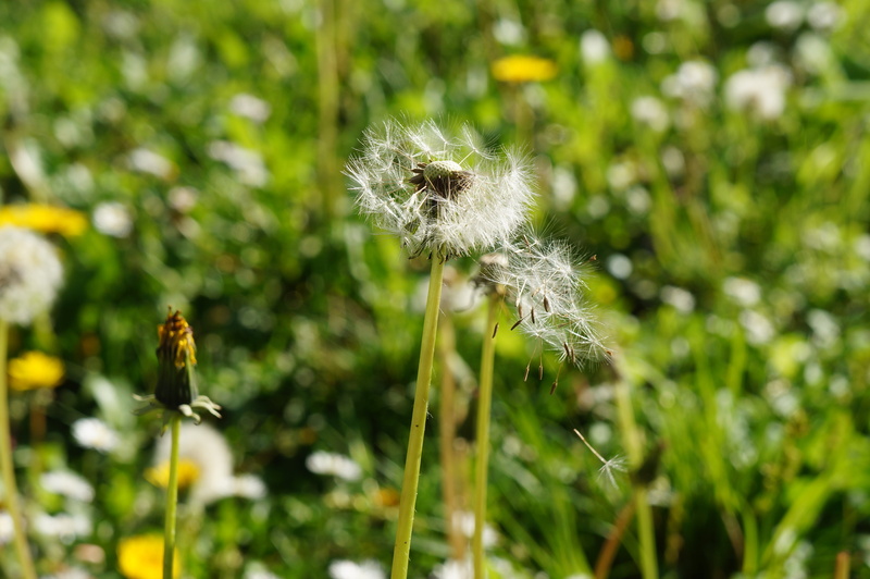 blossom, freshness, stem, pollination, selective focus, environment, growth, beauty in nature, no people, weed, softness, botany, fresh, bloom, springtime
