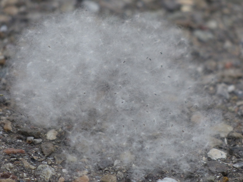cottonwood fruit, rock - object, pattern, poplar cotton, geology, woolly, fluffy, hay fever, day, winter, marble, abstract, gray, full frame, rough, nature