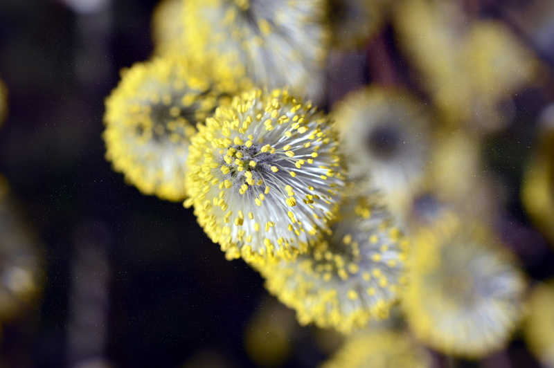 flowering plant, stamens, plant, willow family, blossom, softness, nature, yellow, flower head, growth, day, petal, close-up, willow catkin, spring, fragility