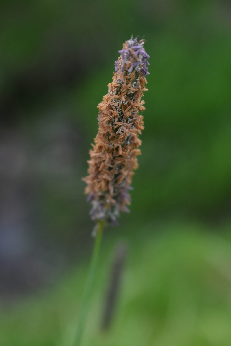 sunlight, plant stem, growth, freshness, allergy, spring, fragility, green color, flower, birch, botany, blossom, close-up, plant, season, green, blooming