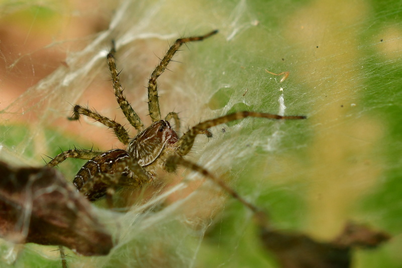 scary, allergy, outdoors, animal, insect, spider web, arachnid, animal themes, spider, 4K, selective focus, nature, animal body part, web, cobweb, animal wildlife