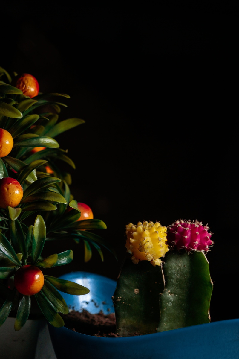 natural, sunshine, cactus, nature, food, still life, colorful, freshness, petals, decoration, desert, plant, copy space, green, close-up, food and drink
