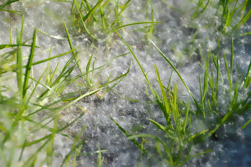 outdoors, no people, ice, 2K, plant, tree, selective focus, close-up, water, snow, branch, pollen, growth, snowing, day, winter, asthma, allergy, cold temperature