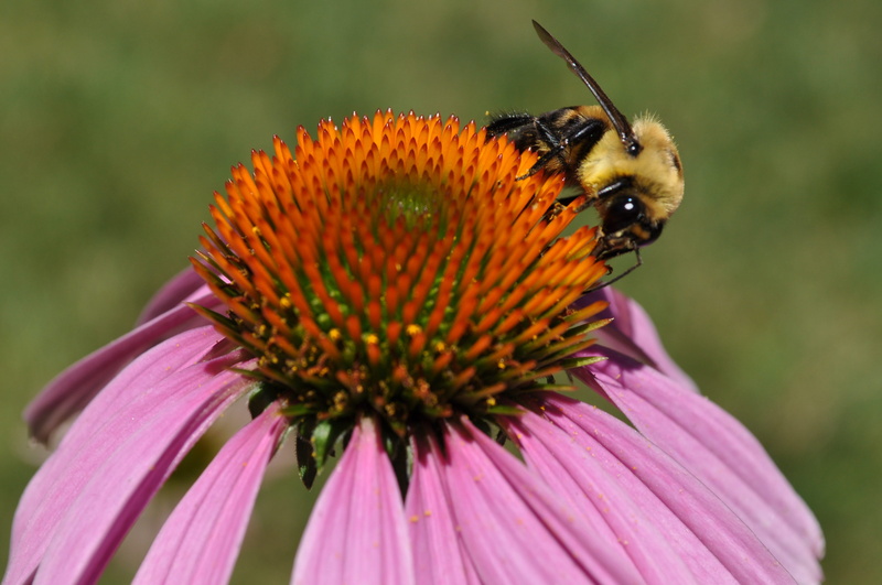 summer, outdoors, animal wildlife, close-up, no people, busy, vulnerability, insect, pollination, one animal, flowering plant, inflorescence, heat, petal