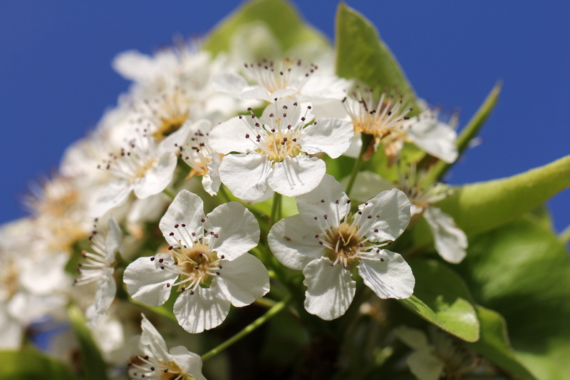 petals, flower head, allergy, petal, beauty in nature, tree, white color, growth, inflorescence, cherry blossom, pollen, freshness, fresh, spring, flowering cherry