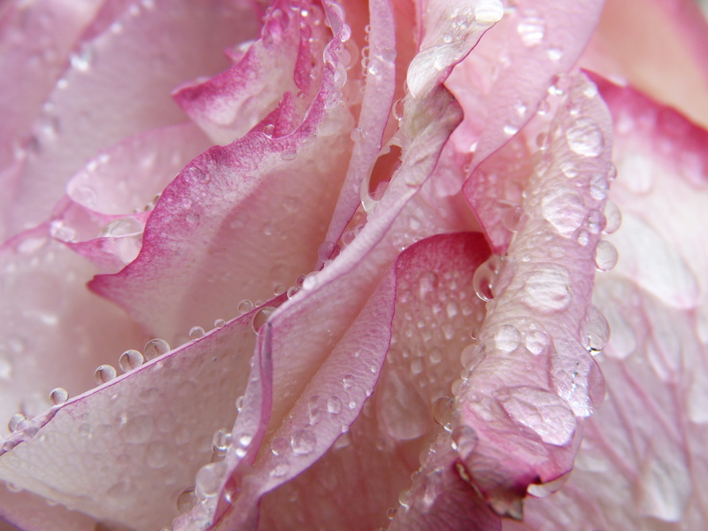 macro, rose, valentines day, flower head, essential oils, beauty, beauty in nature, growth, water, wet, aromatherapy, mothers day, birthday, bloom, 4K