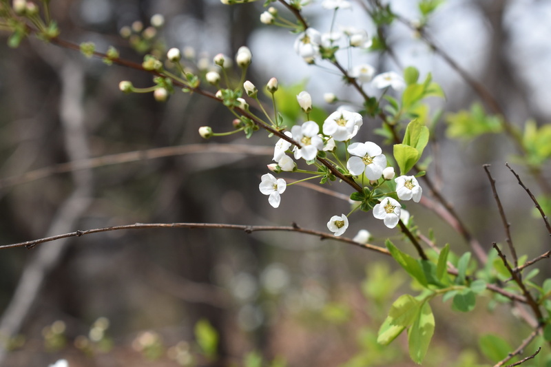 spring, nature, flower, beauty in nature, fragility, meadowsweet flower, no people, tree, freshness, growth, plant, blossom, branch, flowers, flower head