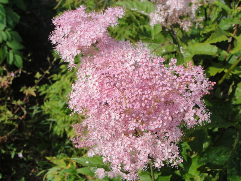 green, flowering plant, lilac, flower head, pink, flowering, grass, 720P, day, flower, plant, plant part, nature, focus on foreground, growth, leaf, no people