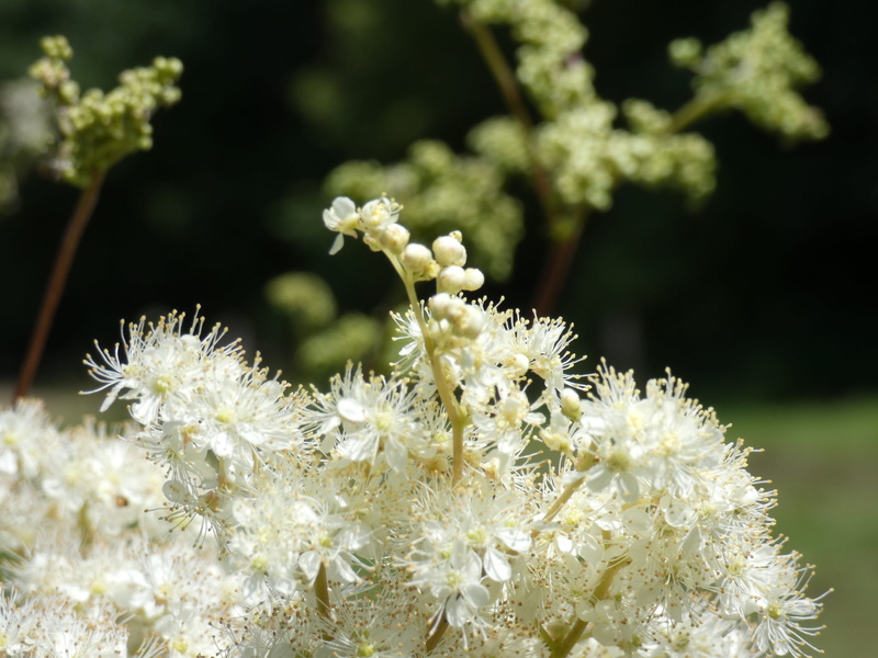 viking, sweet, plant, petal, botany, nature, 4K, summer, meadowsweet, growth, pollen, freshness, inflorescence, no people, focus on foreground, flower head