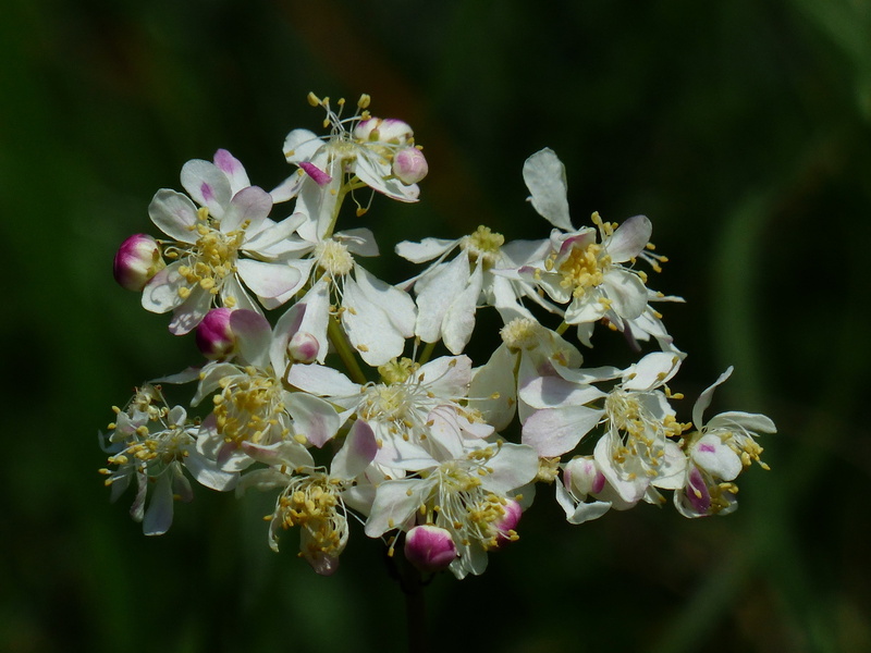 fragility, dropwort, flowering plant, meadowsweet, bloom, rose family, outdoors, wild plant, filipendelwurz, cherry blossom, plant, tubers goat, knolliges meadowsweet