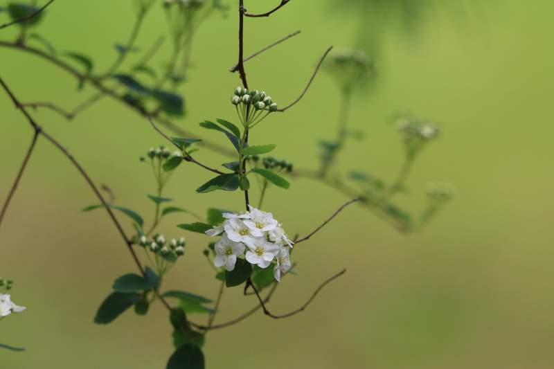 flowering plant, beauty in nature, no people, close-up, tree, focus on foreground, outdoors, vulnerability, nature, flower head, flower, white flower, white color