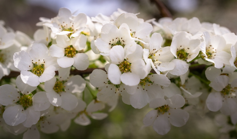 bunch of flowers, pollen, blossom, inflorescence, selective focus, plants, flower tree, white flowers, season, beauty, flower, fragility, meadowsweet flower