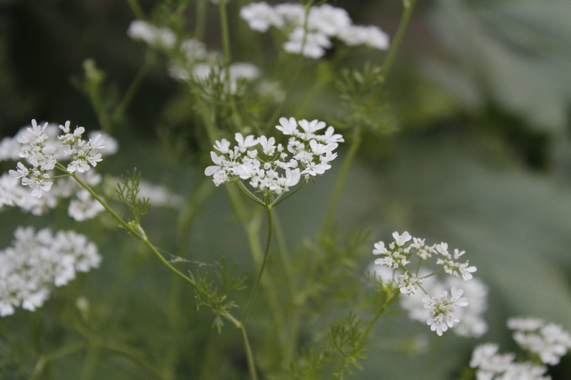 focus on foreground, fragility, white flowers, flower head, no people, outdoors, spring flowers, botany, flowering plant, plants, pretty, vulnerability