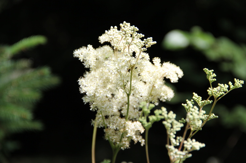 flowering plant, food and drink, flower head, plant, close-up, beauty in nature, vulnerability, selective focus, 5K, white, herb, summer flower, white color