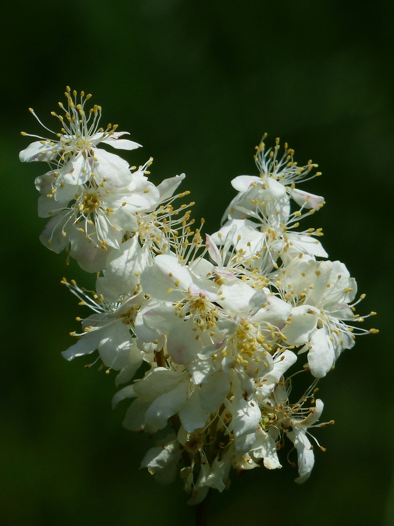 no people, inflorescence, filipendula vulgaris, filipendelwurz, outdoors, pollen, tubers goat, knolliges meadowsweet, nature, wild flower, bloom, focus on foreground
