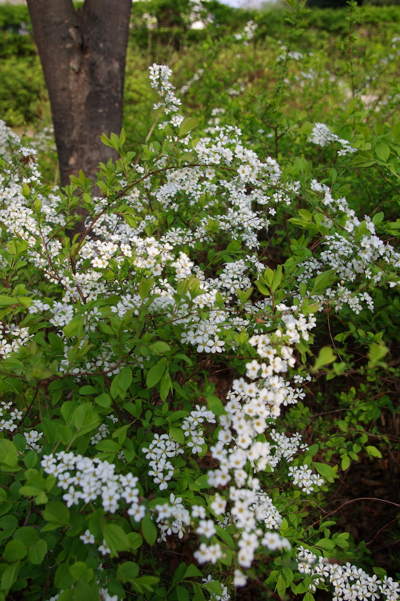 no people, nature, freshness, day, spring, leaf, focus on foreground, vulnerability, 2K, close-up, flowering plant, white flower, tranquility, spring flowers