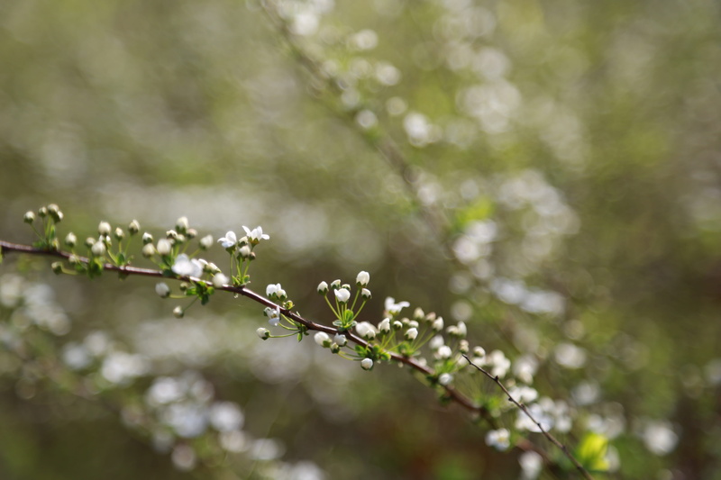 growth, spring, drop, outdoors, fragility, green color, petal, rain, branches, meadowsweet trees, wet, flowers, no people, beauty in nature, 5K, flower tree
