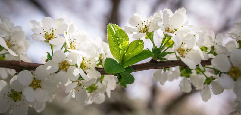 freshness, selective, flower tree, plant part, meadowsweet trees, no people, april, bright, spring, tree, softness, spring wildflowers, cherry tree, white