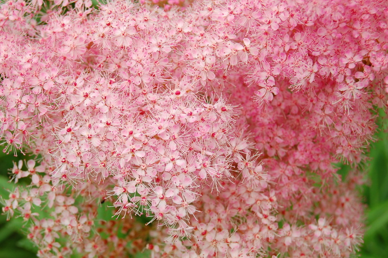botany, nature, flowering plant, bunch of flowers, close-up, tree, blossom, day, branch, springtime, plant, softness, background, fragility, growth, lilac