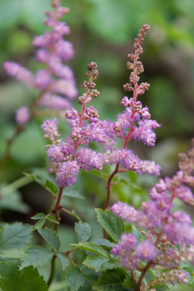 growth, lilac, herbs, pink color, pink, plant part, beauty in nature, flowering plant, close-up, pink flower, purple, flower, meadowsweet, outdoors, inflorescence