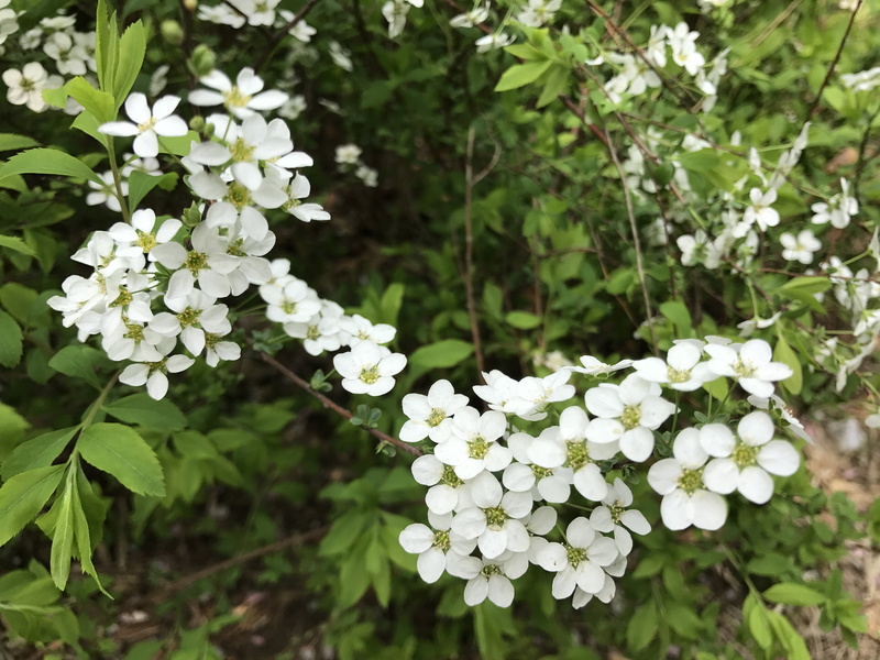 lilac, spring, white color, day, plant, vulnerability, peach blossom, beauty in nature, nature, green color, flowering plant, plant part, inflorescence