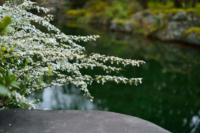 outdoors, water, white, waterside, tranquility, freshness, grown for meadowsweet thunbergii, green color, plant, day, leaf, landscape, plant part, japan