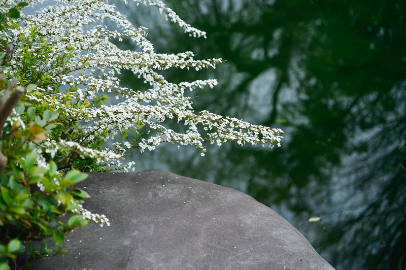 growth, cherry blossom, close-up, landscape, no people, flowering plant, outdoors, snow, white, cold temperature, spiraea thunbergii, japan, leaf, stone