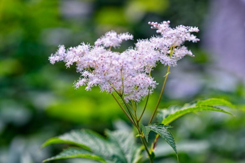 freshness, japan, pink color, new meadowsweet, form of the gloss, plant part, herb, nature, focus on foreground, plant, food, close-up, lilac, gardening