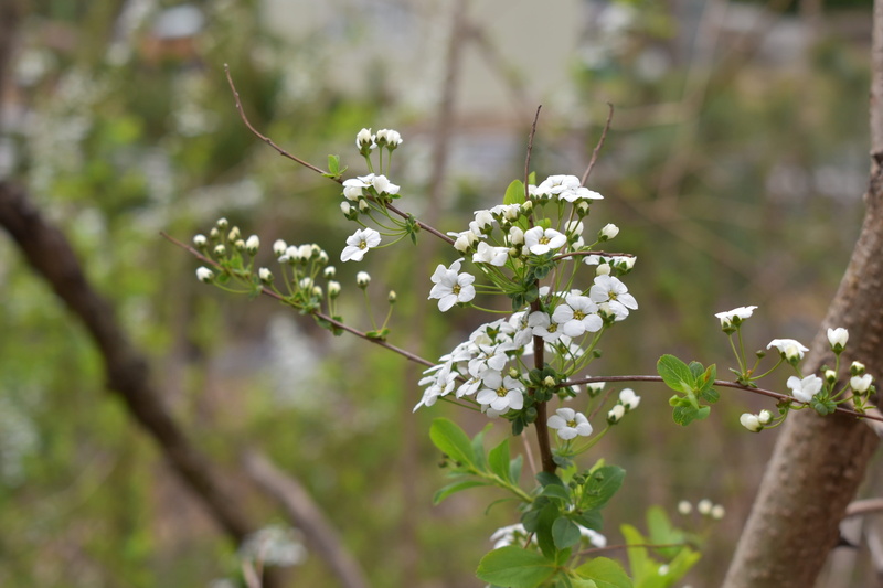 out of focus, small flowers, spring flowers, vulnerability, nature, highlight, no people, freshness, overcast, spring, meadowsweet, meadowsweet flower