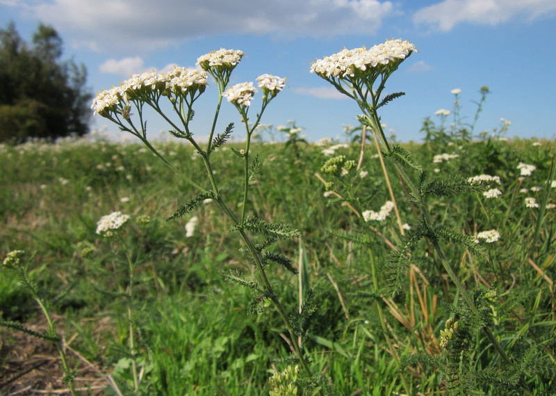 field, flora, beauty in nature, flower head, common yarrow, wildflower, tranquility, species, land, flower, growth, green color, grass, close-up, vulnerability