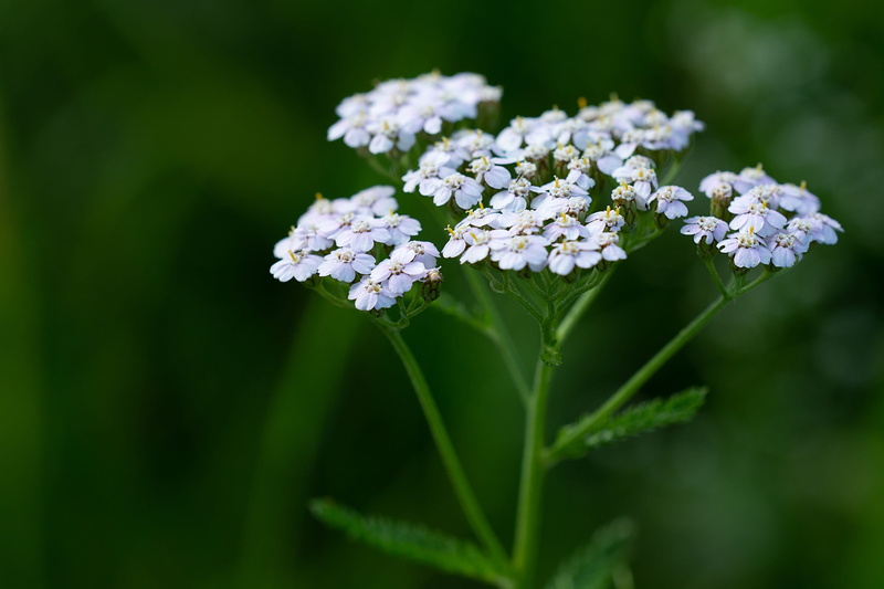 beauty in nature, close-up, freshness, white flowers, no people, outdoors, petal, lilac, flowers, flower head, sheep gift, vulnerability, meadows-yarrow