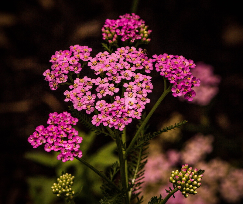 close-up, focus on foreground, fragility, growth, beauty in nature, herbal militaris, pink color, vulnerability, freshness, inflorescence, blossoms, blossom