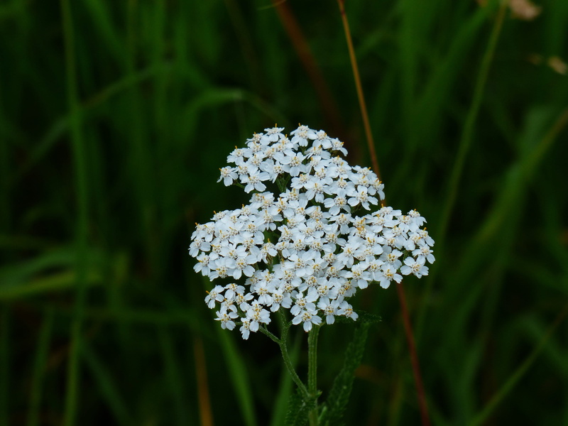 day, grassland plants, outdoors, composites, flower head, White, no people, Yarrow, vulnerability, flowering plant, achillea millefolium, Flower, achillea