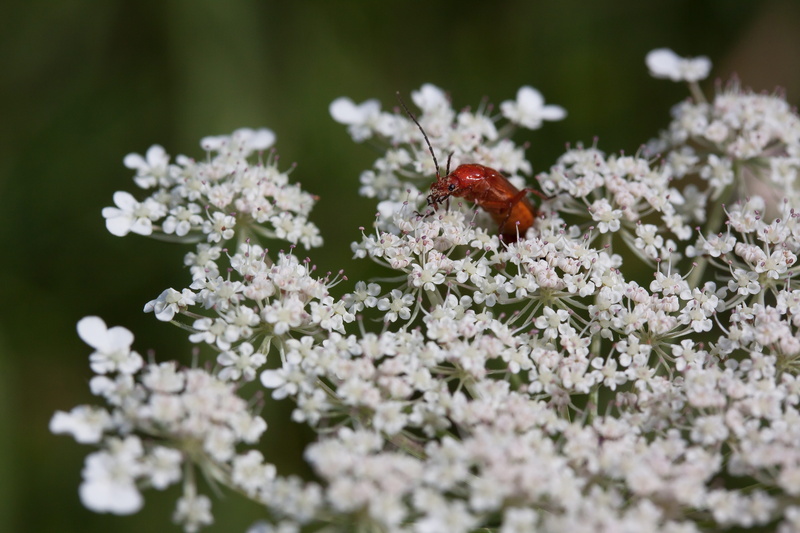 freshness, macro, white color, selective focus, flowers, flowering plant, soldier beetle, animal wildlife, no people, Yarrow, insect, flower head, plant