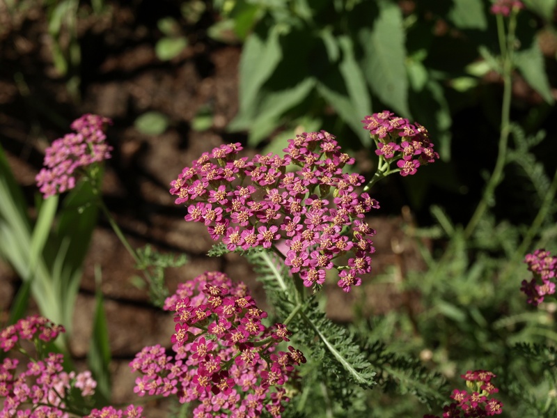 vulnerability, growth, close-up, purple, lilac, plant part, a garden plant, pink color, petal, beauty in nature, leaf, plant, milfoil, fragility, day, outdoors