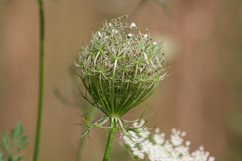 focus on foreground, meadows-yarrow, faded, pinaceae, medicinal plant, no people, Achillea Millefolium, outdoors, coniferous tree, Meadows, infructescence