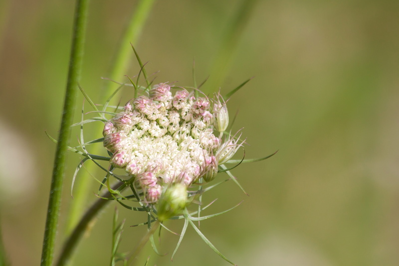 growth, achillea, Meadows, animal, freshness, insect, millefolium, flowers, Achillea Millefolium, invertebrate, meadows-yarrow, one animal, flower head