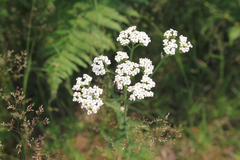 flowering plant, beauty in nature, vulnerability, flowers, 4K, green, nature, outdoors, white color, close-up, growth, freshness, botany, green color