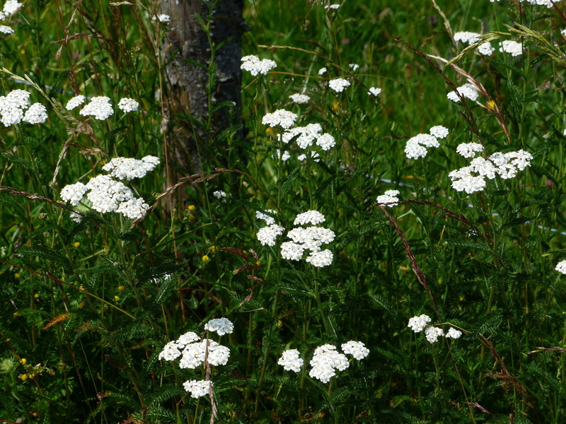achillea, grassland plants, pointed flower, nature, homeopathy, asteraceae, beauty in nature, field, land, bloom, flower, close-up, vulnerability, achillea millefolium