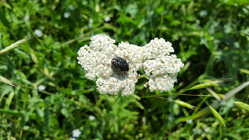 animal, bloom, fragility, animal wildlife, no people, 5K, day, invertebrate, one animal, asteraceae, insect, wildflower, close-up, medicinal plant, epicometis hirta
