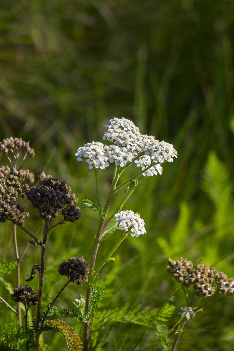 green color, close-up, achillea millefolium, nature, beauty in nature, inflorescence, flowering plant, flower head, fragility, freshness, growth, yarrow