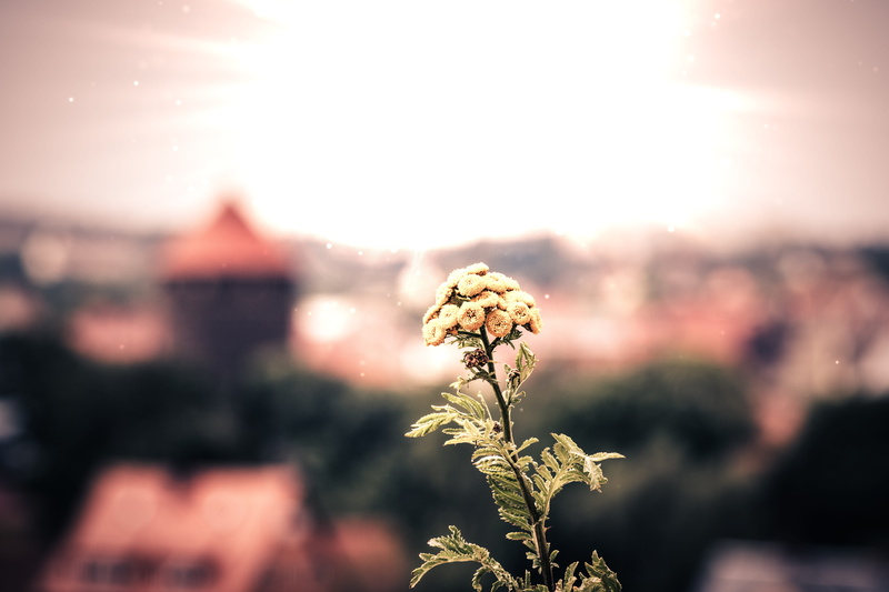 plant, yarrow, sun, freshness, plant stem, growth, vulnerability, flowers, meadows-yarrow, day, sky, outdoors, flower head, achillea millefolium, background
