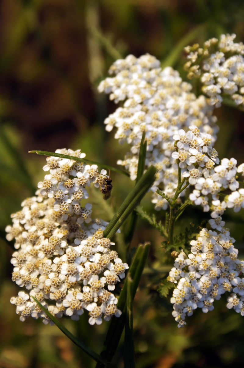 freshness, flower head, white color, ravne pri zdolah, flower, 4K, outdoors, petal, beauty in nature, yarrow, day, slovenia, bunch of flowers, plant, vulnerability