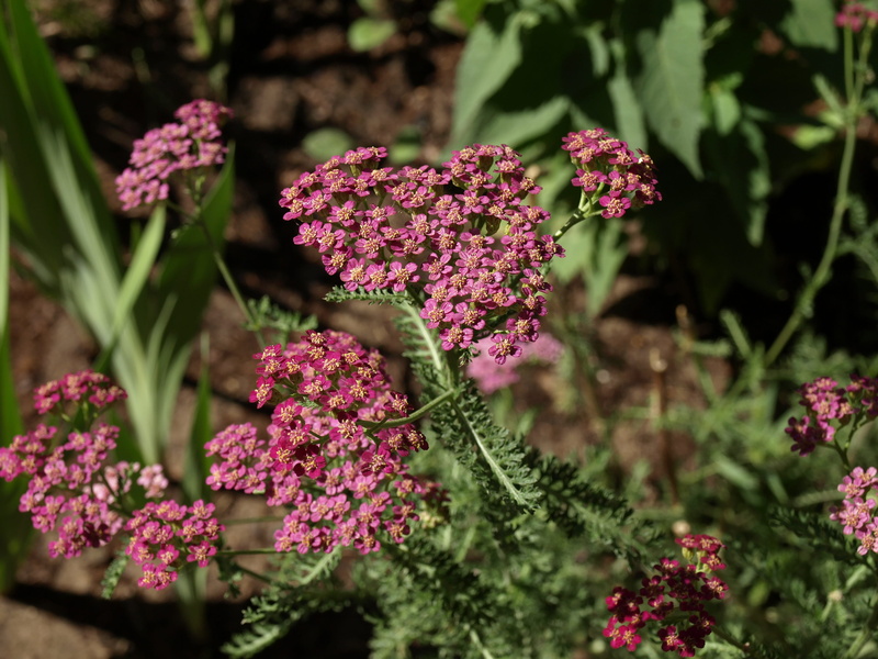 plant, selective focus, nature, close-up, inflorescence, fragility, Achillea Millefolium, garden, beauty in nature, botany, pink color, flower, day, a garden plant