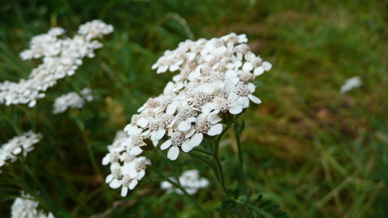 close-up, macro, day, Achillea Millefolium, nature, freshness, no people, flower, white, flowering plant, flower head, green color, common yarrow, grass