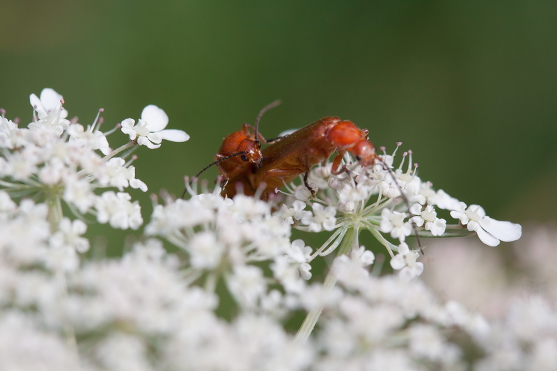 plant, vulnerability, flower head, one animal, 4K, no people, animal, flowering plant, Meadows, nature, achillea, flower, animals in the wild, freshness