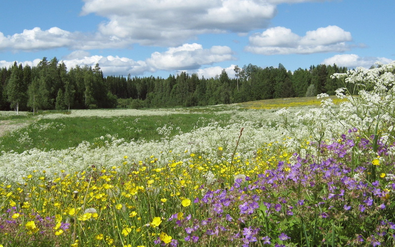yarrow, plant, flower, scenics - nature, meadow, wood, hill, flowering plant, environment, landscape, green Color, pasture, beauty In Nature, assorted