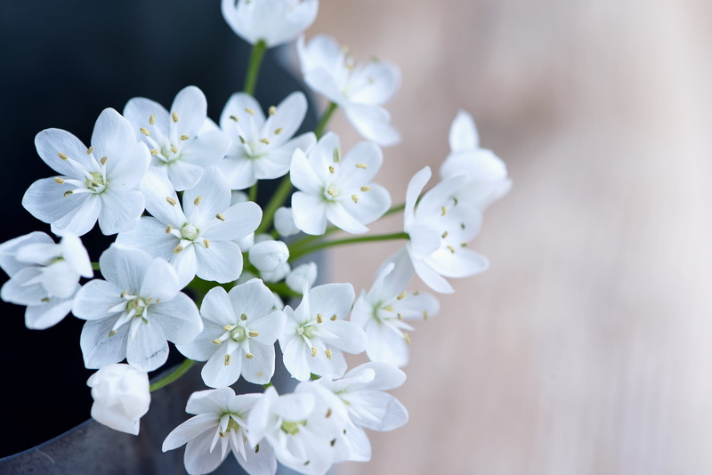white color, blossom, spring, bunch of flowers, photography, cherry tree, petal, day, flowering plant, White, flowers, beauty In Nature, pollen, focus on foreground