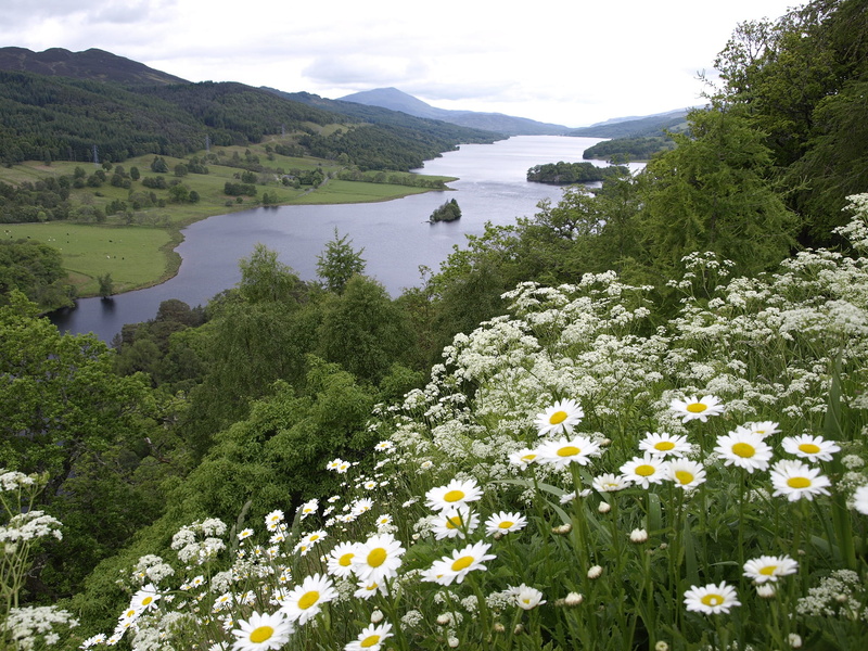 1080P, blossom, beauty in nature, flower head, body, green color, loch tummel, field, yarrow, outdoors, mountain, growth, day, tranquility, lake, green