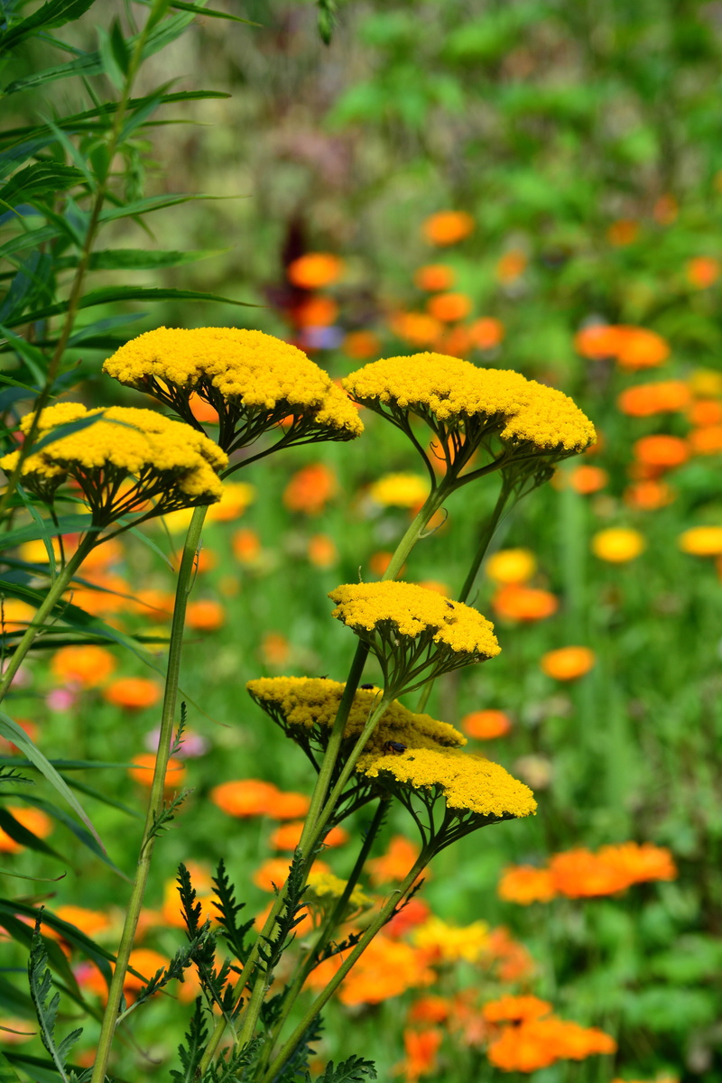 yellow plant, flora, no people, shrub, gold yarrow, flowering plant, achillea filipendulina, summer flowers, flower, yarrow, bloom, beauty in nature, petal